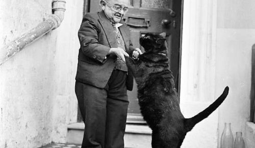 49 starych zdjęć kotów, które są internetowym skarbem sprzed ery sieci