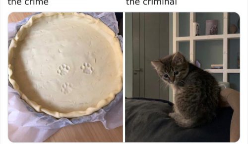 17 przestępstw i sprawców przyłapanych przez ich właścicieli