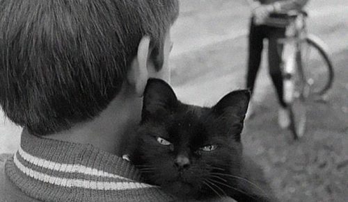 Grupa poświęcona zdjęciom kocich „morderczych łapek” – oto 39 najlepszych fotek