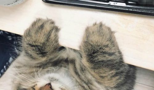 34 zdjęcia kota o większej gamie min niż większość ludzi