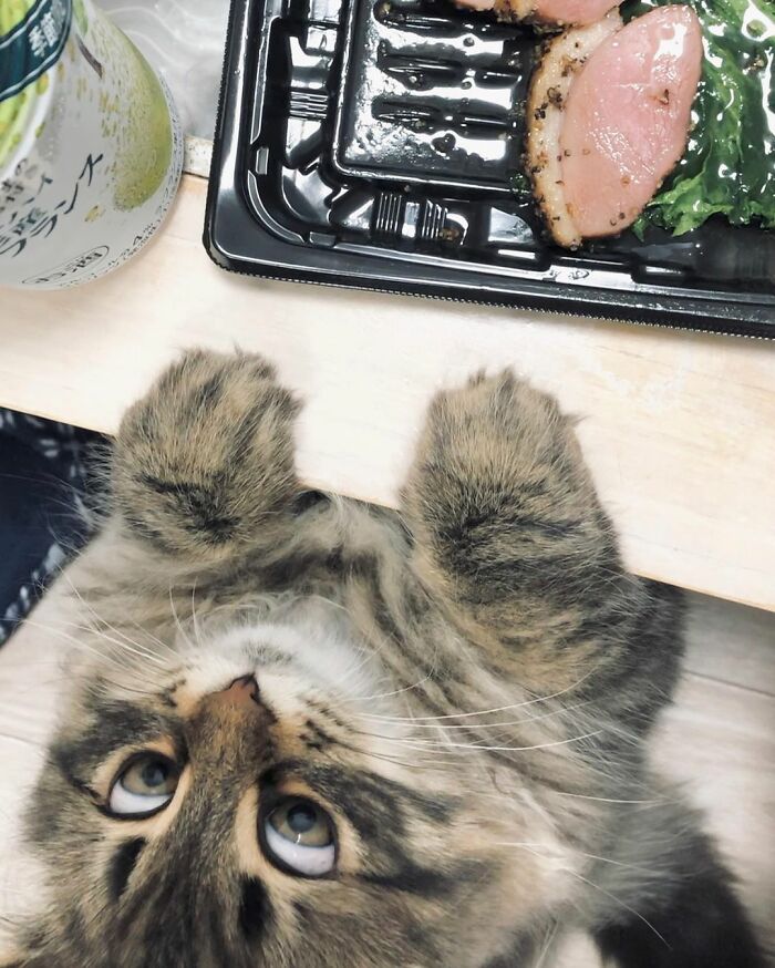 34 zdjęcia kota o większej gamie min niż większość ludzi