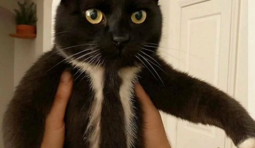 80 uroczych zdjęć „Koty z potężną aurą”