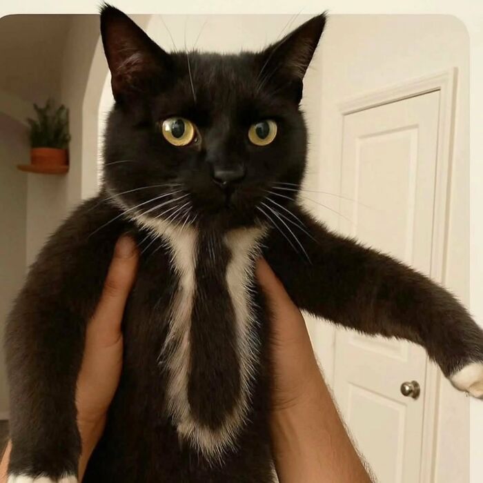 80 uroczych zdjęć „Koty z potężną aurą”