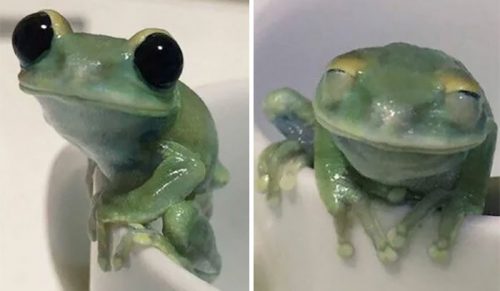 50 uroczych i zabawnych zdjęć żab, które poprawią Ci humor