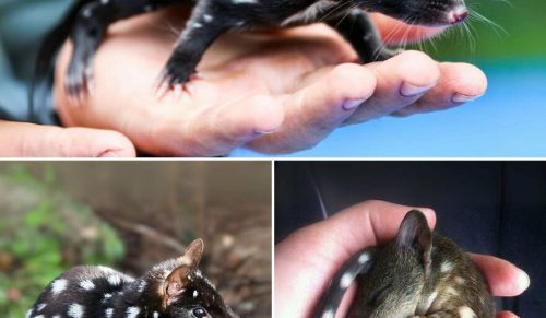 Internauci pokazują najbardziej niezwykłe, dziwne i niewiarygodne zwierzęta, które naprawdę istnieją