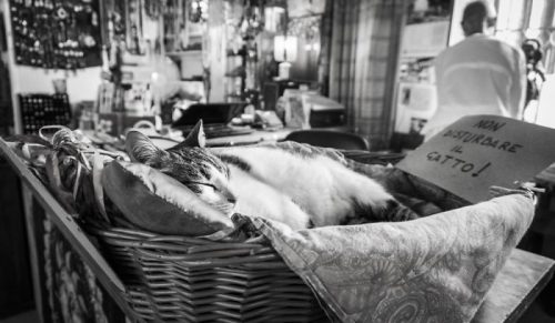Koty w pracy: uchwyciłam koty żyjące w miejscach pracy ludzi (29 zdjęć)