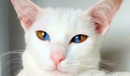 „Koty zachowujące się jak obcy”: 80 nadprzyrodzonych kotów, które mogłyby być kosmitami