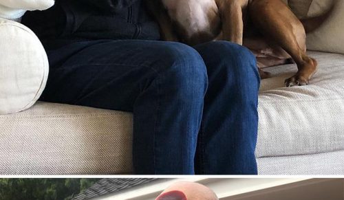 50 gwiazd, które otwarcie okazywały swoją ogromną miłość do psów