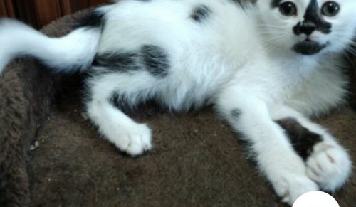 36 zabawnie kreatywnych imion dla zwierząt – pomysły z Twittera „Petfinder Names”