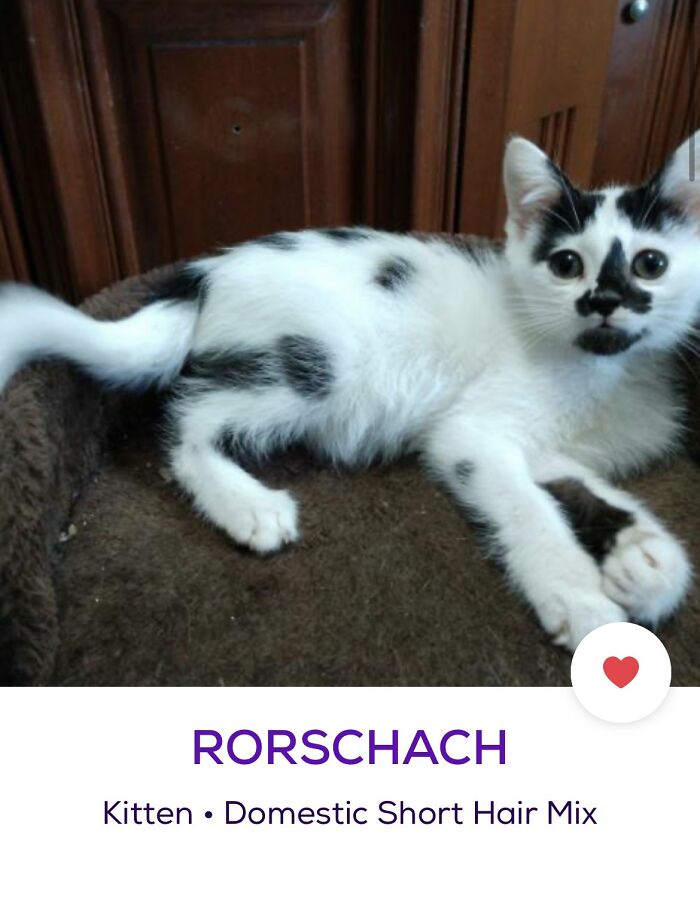 36 zabawnie kreatywnych imion dla zwierząt – pomysły z Twittera „Petfinder Names”