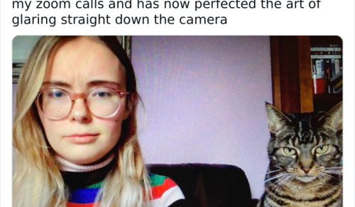 49 najzabawniejszych zdjęć kotów w internecie