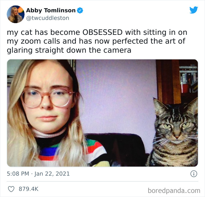 49 najzabawniejszych zdjęć kotów w internecie