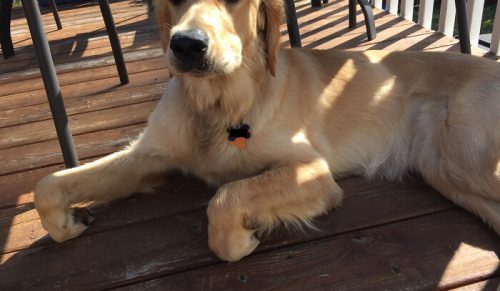 Coś nie tak z twoim psem? Ludzie dzielą się zdjęciami swoich psów zachowujących się dziwnie