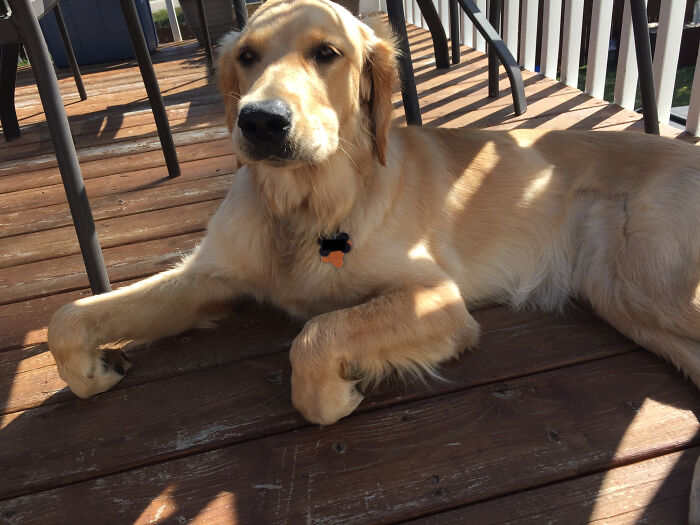 Coś nie tak z twoim psem? Ludzie dzielą się zdjęciami swoich psów zachowujących się dziwnie (47 nowych zdjęć)