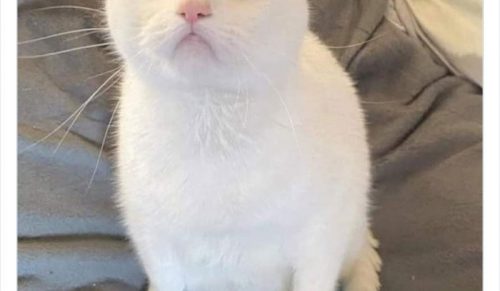 Konto „Out Of Context Cats” na Twitterze publikuje koty, które wyglądają Cię rozbawią