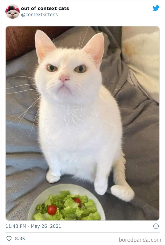 Konto „Out Of Context Cats” na Twitterze publikuje koty, które wyglądają Cię rozbawią