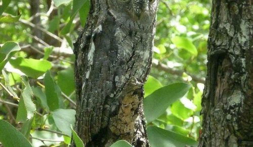 49 zdjęć przypadkowego kamuflażu, które zmusiły ludzi do ponownego spojrzenia (Nowe zdjęcia)