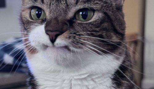 49 zwierząt, które obudziły się i postanowiły zwariować