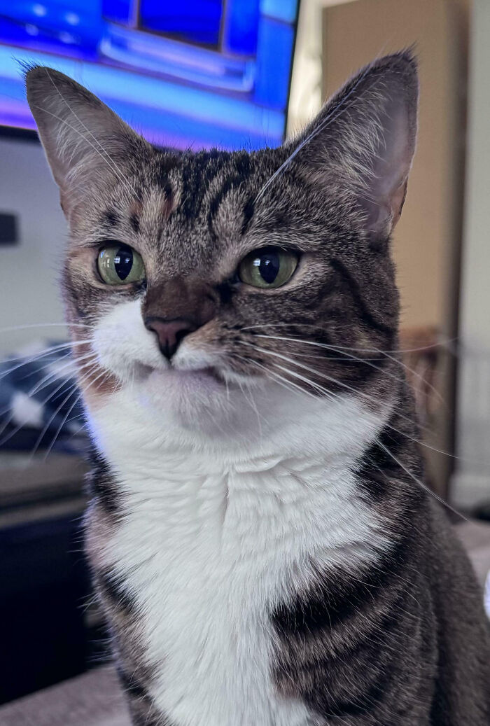 49 zwierząt, które obudziły się i postanowiły zwariować