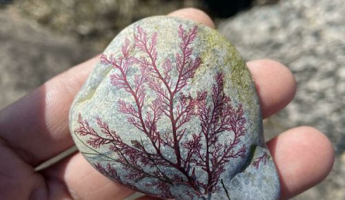 40 subtelnie ciekawych rzeczy znalezionych w naturze, które naprawdę zaskakują