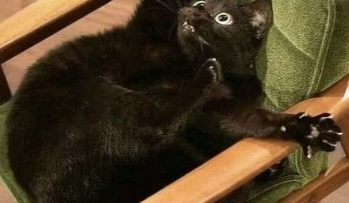 80 Śmiesznych i Dziwnych Kotów, które Cię Rozbawią