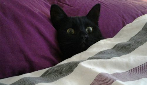 Internauci podzielili się 50 najsłodszymi kotami przykrytymi kołdrą