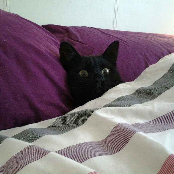 Internauci podzielili się 50 najsłodszymi kotami przykrytymi kołdrą