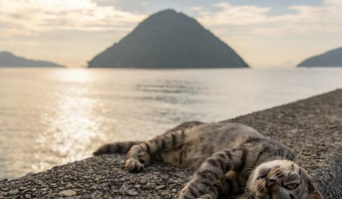 30 zabawnych zdjęć kotów autorstwa Masayuki Oki