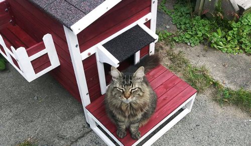 50 genialnych wynalazków dla zwierząt, które musisz znać