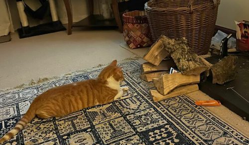 49 razy, gdy koty sprawiły, że właściciele myśleli: „Co jest z moim kotem?”