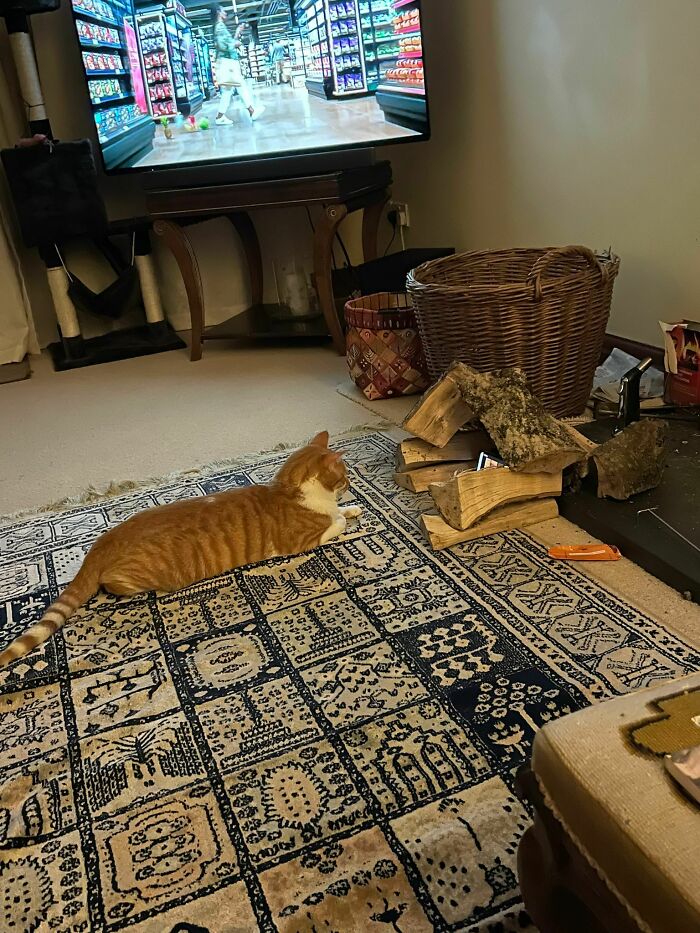 49 razy, gdy koty sprawiły, iż właściciele myśleli: „Co jest z moim kotem?”