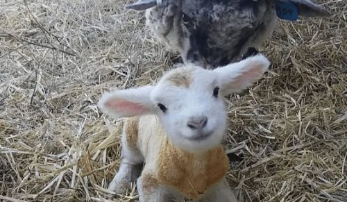 41 zwierząt tak radosnych, że wywołają uśmiech