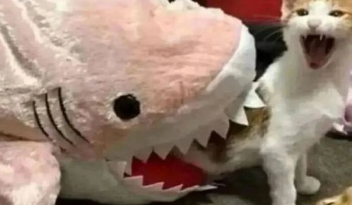 30 razy, gdy koty zostały przyłapane w zabawnych sytuacjach