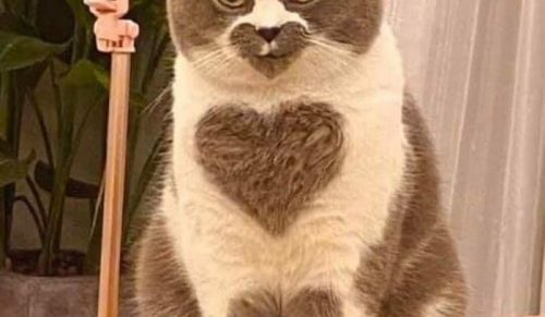 Konto na Instagramie udostępnia zdjęcia zwierząt, których nie da się wyjaśnić – oto 50 najśmieszniejszych