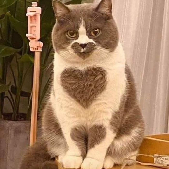 Konto na Instagramie udostępnia zdjęcia zwierząt, których nie da się wyjaśnić – oto 50 najśmieszniejszych