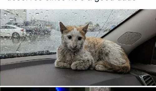 44 rozczulające memy ze zwierzętami, które mogą poprawić Ci humor