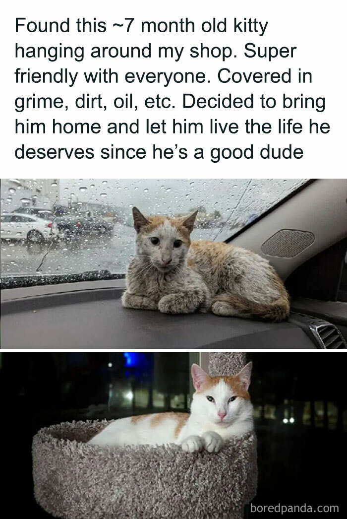 44 rozczulające memy ze zwierzętami, które mogą poprawić Ci humor