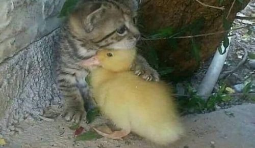 49 razy, gdy zwierzęta były tak absurdalnie zabawne, że trzeba było je sfotografować