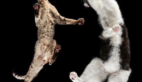 Od kotów po konie: 44 urzekające zdjęcia zrobione od spodu