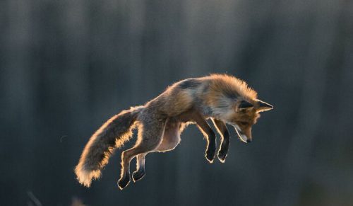 35 zbliżeń dzikich zwierząt w ich naturalnym środowisku
