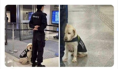 50 powodów, dla których psy są lepsze od kotów – zdjęcia i memy, które to udowadniają