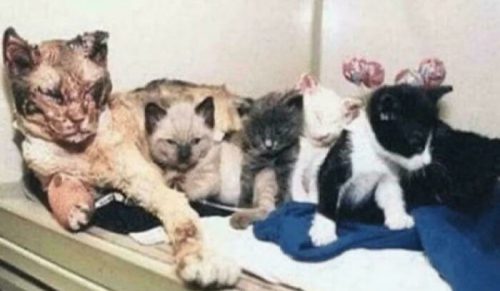 50 pracowników, którzy mieli tylko jedno zadanie i i tak je spartolili