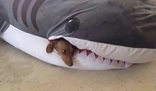 Memiczne Zwierzaki, które Poprawią Ci Humorek: 43 Powody do Uśmiechu