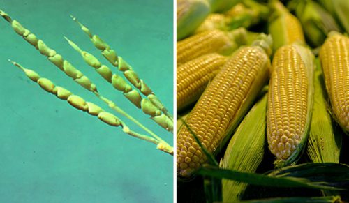 14 zdjęć owoców i warzyw przed i po udomowieniu przez człowieka