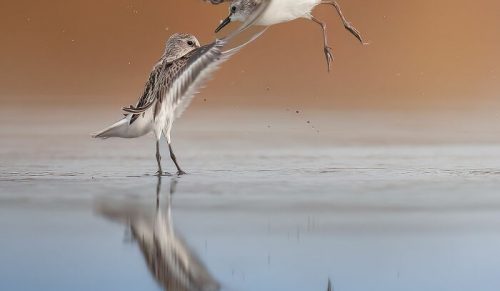 Ten fotograf uchwycił 40 zapierających dech w piersiach zdjęć dzikiej przyrody
