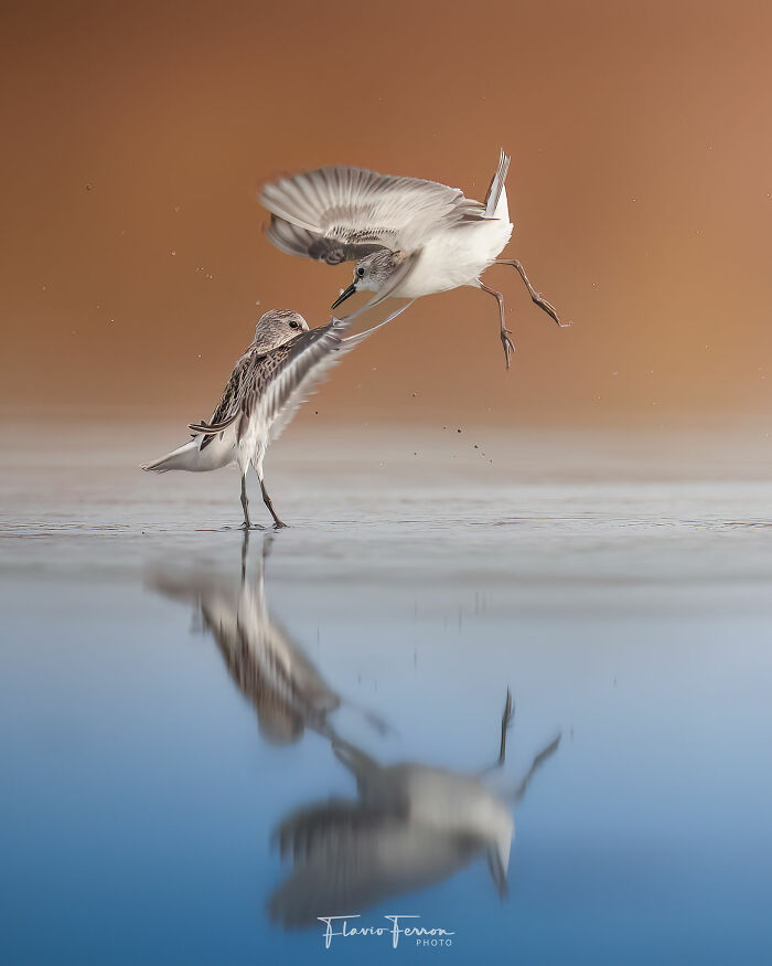Ten fotograf uchwycił 40 zapierających dech w piersiach zdjęć dzikiej przyrody