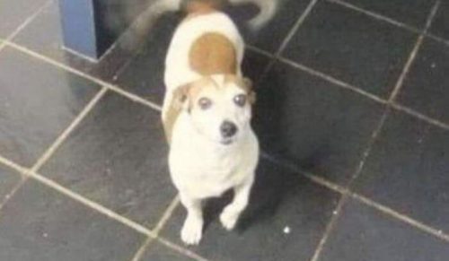 29 razy, gdy zdjęcie psa wyszło rozmazane i to wyszło śmiesznie