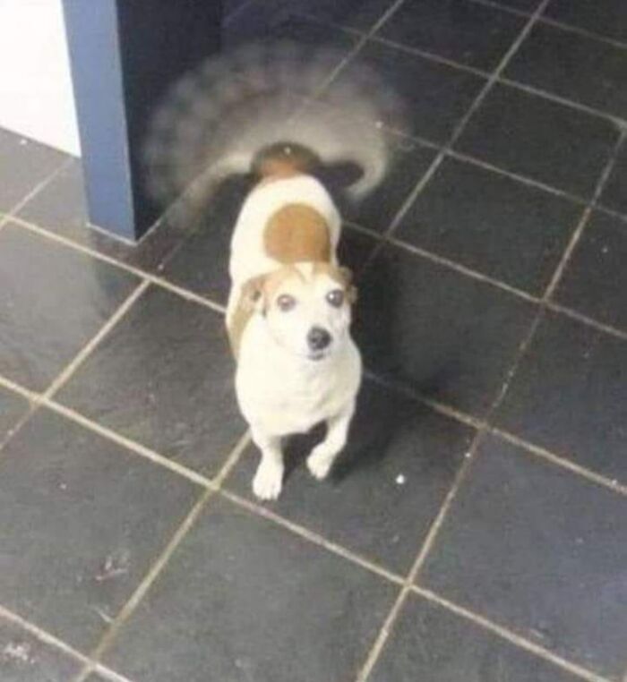 29 razy, gdy zdjęcie psa wyszło rozmazane i to wyszło śmiesznie