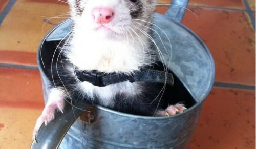 40 zdjęć pokazujących, jak zabawne potrafią być fretki