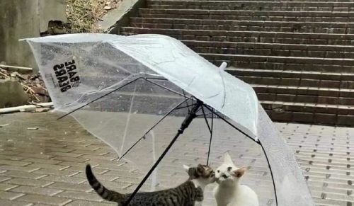 31 zabawnych zdjęć ulicznych z konta na Instagramie